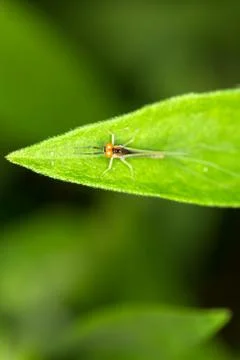 Small flying bug with large orange eyes on a green leaf against a blurred gre Stock Photos