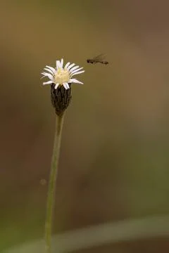 Small flying insect approaching a white Chaptalia wildflower to pollinate Foto stock