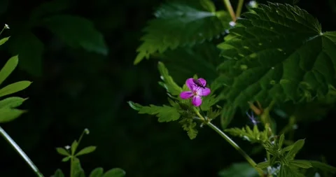 Small flying insect climbing on flower petals to extract Nectar Stock Footage 299282105