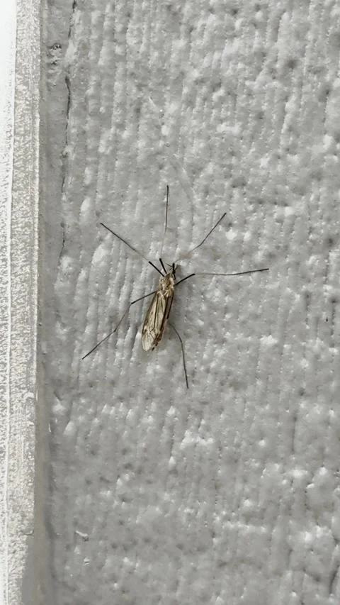 Small Flying Insect Resting on Textured Wall Vídeos de archivo 344807575