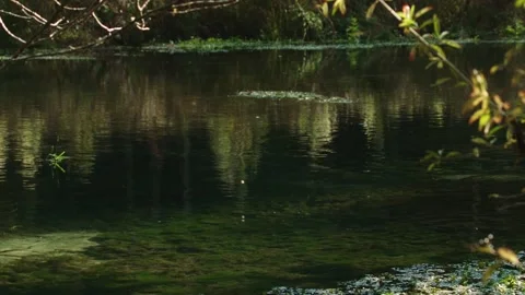 Small Flying Insects Over Calm Clear Water 스톡 동영상 315652142