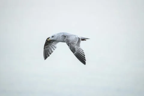 Small flying Western European Herring Gull (Larus argentatus argenteus) Stock Photos