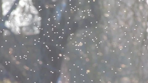 Small flys darting or dancing in sunlight Video stock 122163290