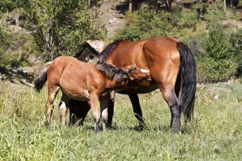 Small foal and mare Stock Photos