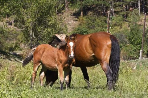 Small foal and mare Stock Photos