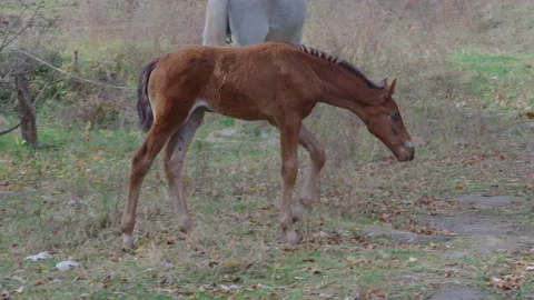 A small foal eats grass in a clearing next to a tethered gray stalk. Stock Footage 172545164