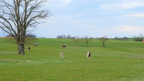 Small  foal jumps and gallops in a street paddock.Frolicking foal Stock Footage 161243019