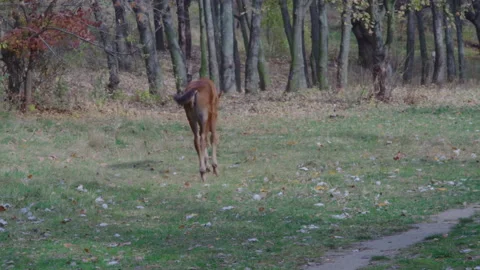 A small foal walks through a clearing in a city park Stock Footage 172713391