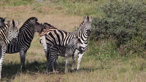 Small foal zebra stands beside it's mom in small herd on golden savanna Stock Footage 336558358