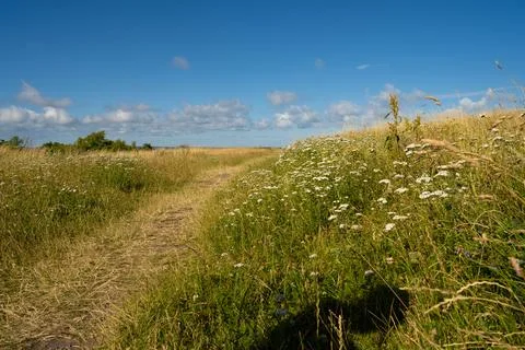 Small foot path through at field Stock Photos