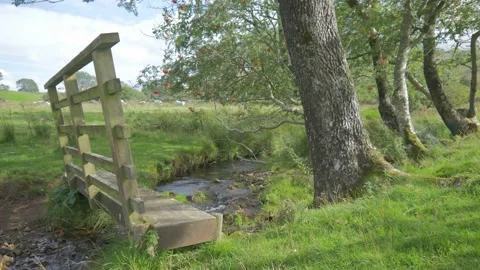 Small footbridge on footpath over river/stream with Sheep, wild berries, fields 스톡 동영상 137800460