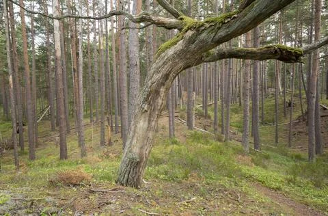 Small footpath leading through a pine forest in a national park in sweden Stock Photos