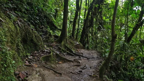 A small footpath that leads through the cloudforest Stock Footage 234950819