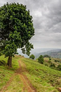 Small footpath next to large tree in highlands of Cameroon with dramatic cloudy Stock Photos