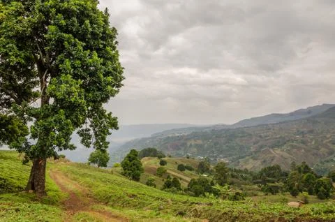 Small footpath next to large tree in highlands of Cameroon with dramatic cloudy Foto stock