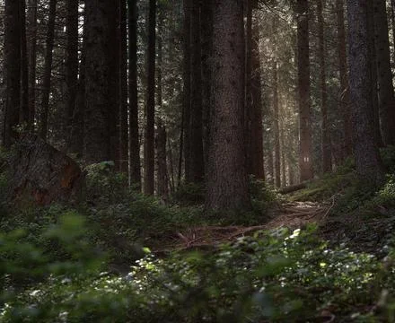 Small footpath through forest in early morning in summer Foto stock