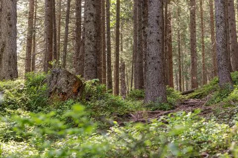Small footpath through forest in early morning in summer Stock-Fotos