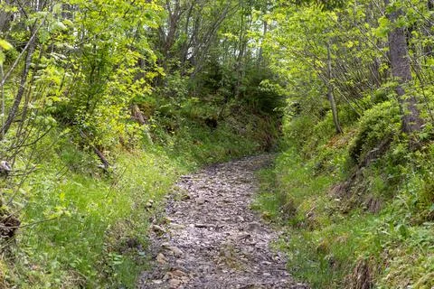 Small footpath through forest in early morning in summer 库存照片