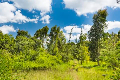 Small footpath through the trees in Karura Forest, Nairobi, Kenya with deep b Stock Photos