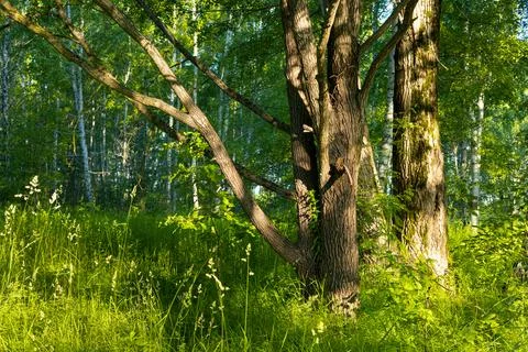 A small fores meadow with grass during summer day. Stock Photos