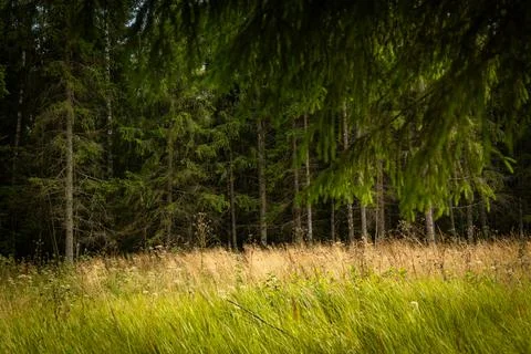 A small fores meadow with grass during summer day. Stock Photos