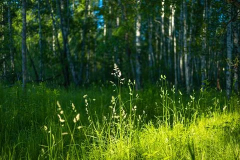 A small fores meadow with grass during summer day. Stock Photos