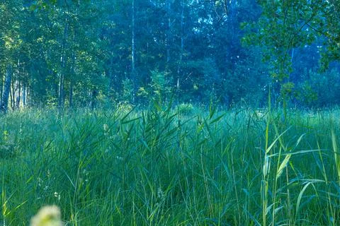A small fores meadow with grass during summer day. Stock Photos