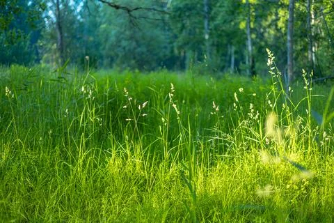 A small fores meadow with grass during summer day. Stock Photos