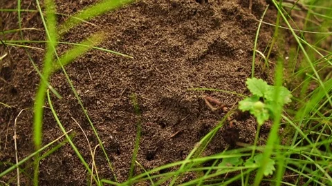 A small forest anthill. Slow motion Stock Footage 77751845