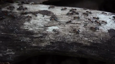 Small forest ants move along their path. Slow motion Stock Footage 246823892