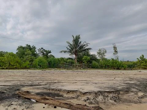 Small Forest on the Beach Stock Photos