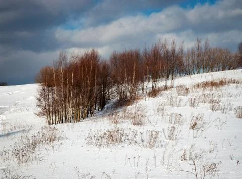 A small forest of birch in winter Stock Photos