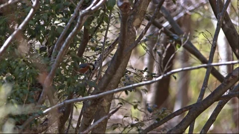 Small forest bird foraging for insects. Stock Footage 168130196
