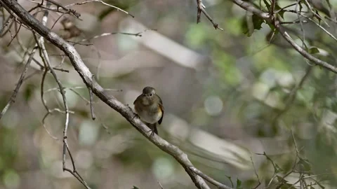 Small forest bird resting on a branch. Stock Footage 168525862