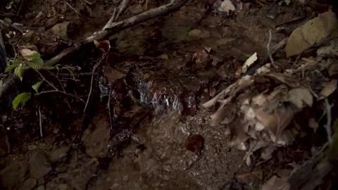 Small forest brook waterfall 動画素材 155234132