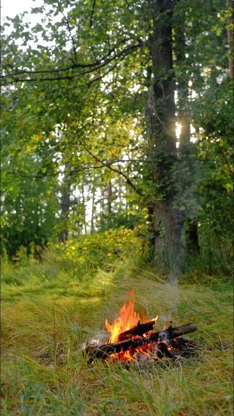 Small Forest Campfire Burning on Grass Wide Loop Video stock 342897854