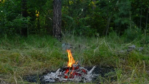 Small Forest Campfire Burning with Smoke Loop Stock Footage 343343668