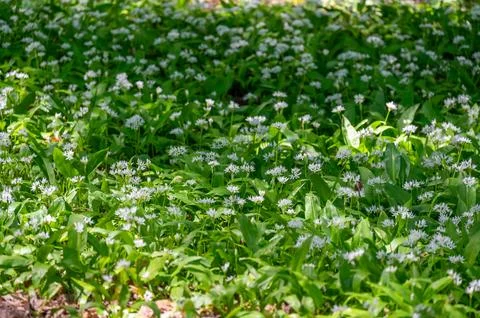 A small forest clearing filled with blooming wild garlic, known as ramsons,.. Stock Photos