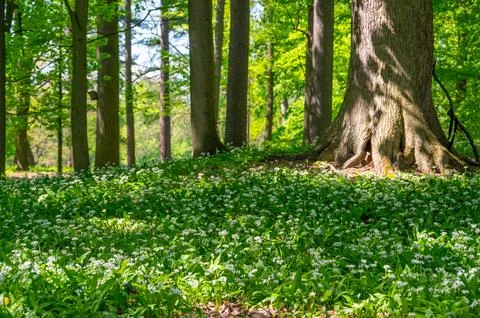 A small forest clearing filled with blooming wild garlic, known as ramsons,.. Stock-Fotos