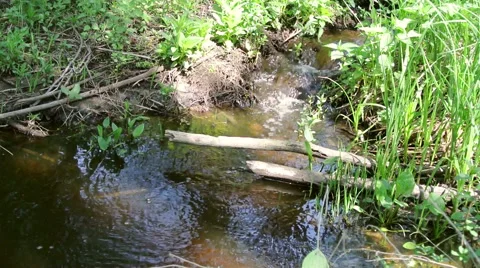 Small forest creek Stock Footage 42775745