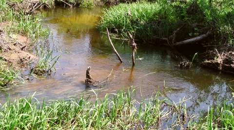 Small forest creek Stock Footage 42778334