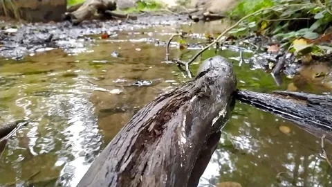 Small forest creek in low angle view and slow motion over fallen branch Stock Footage 140953452