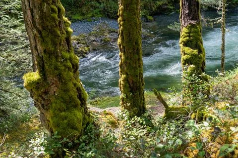 Small Forest Creek Rapids Stock Photos