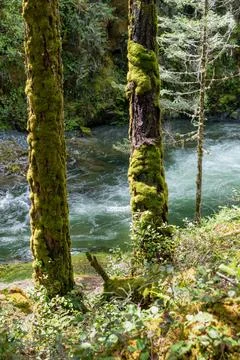 Small Forest Creek Rapids vertical Stock Photos