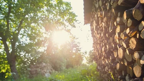The small forest is cut and laid on the background of sun rays Stock Footage 91521244
