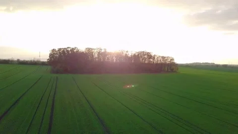 Small forest during golden hour Stock Footage 229201059