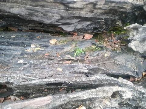 Small Forest Ecosystem Inside Decaying Hollow Wood Stock Photos