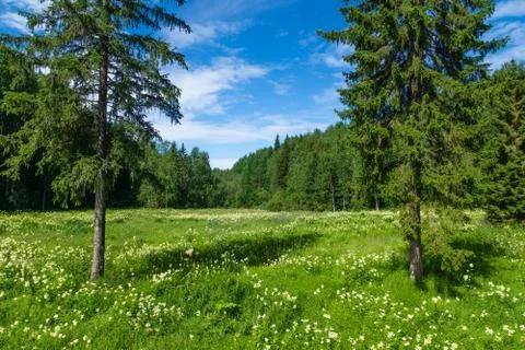 Small forest edge with field Stock Photos