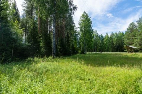 Small forest edge with field Stock Photos
