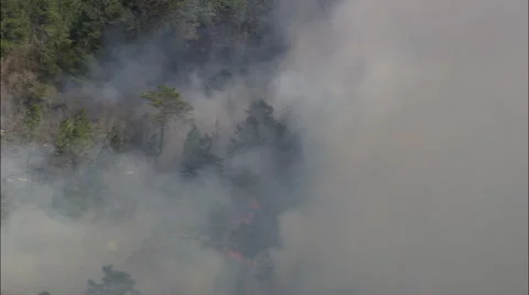 Small Forest Fire Видео 65431963